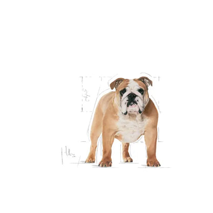 Сухой корм для собак Royal Canin Bulldog Adult