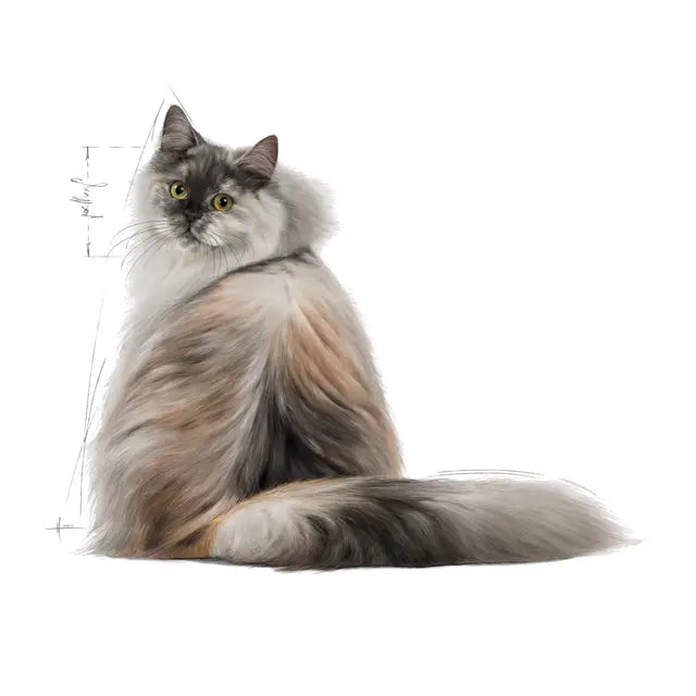 Royal Canin Feline Care Nutrition Haar- und Hautpflege 4 kg – Großpackung für ausgewachsene Katzen zur Förderung von Fell- und Hautgesundheit