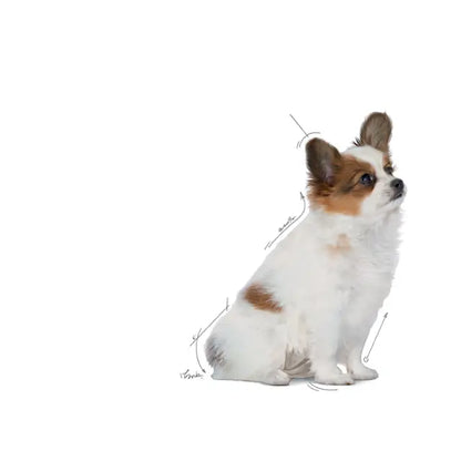Royal Canin X-Small Puppy - Sausas pašaras šuniui