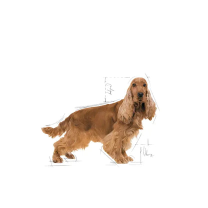 Cocker Adult dry dog ​​food