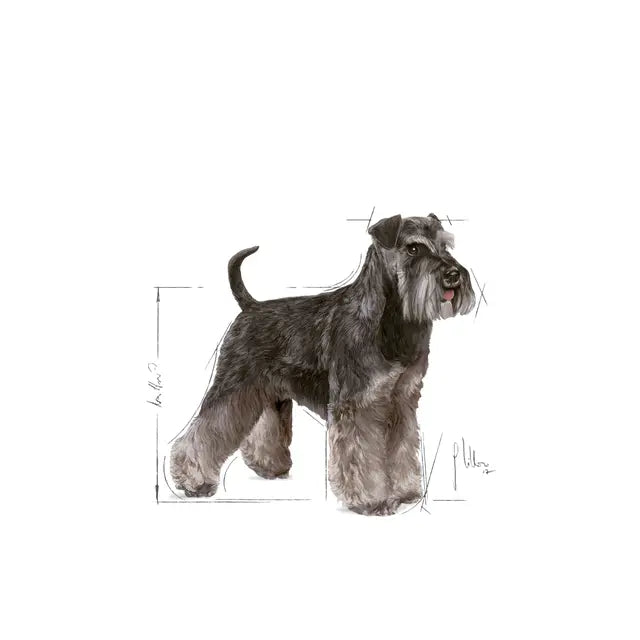 Miniature Schnauzer Adult dry dog ​​food