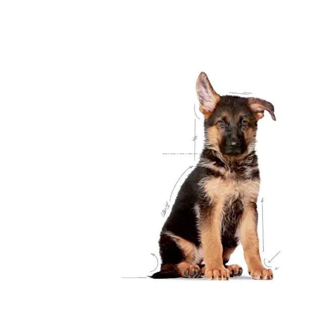 Royal Canin Maxi Puppy dry food - For large breed puppies