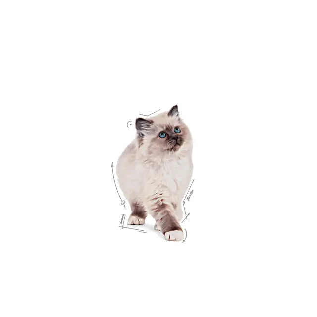 Влажный корм для котят KITTEN Chunks in Jelly - 12 x 85 г