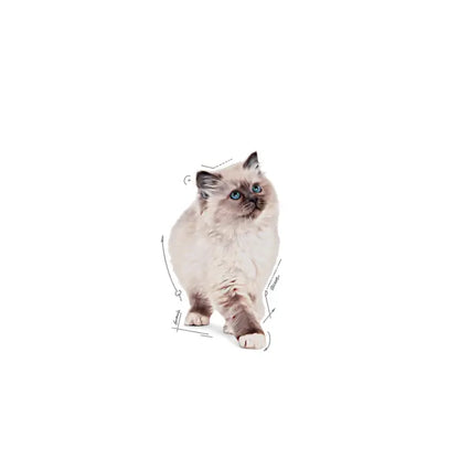 ROYAL CANIN KITTEN Loaf in Sauce - Wet Food for Kittens Pate 12x85g