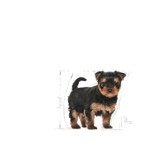 Royal Canin Yorkshire Terrier Puppy - sucha karma dla szczeniąt