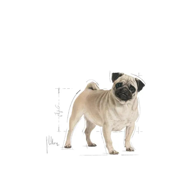 Pug Adult dry dog ​​food