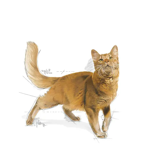 Royal Canin Feline Health Nutrition Fit 32 10kg - Sausas maistas aktyvių suaugusių katėms