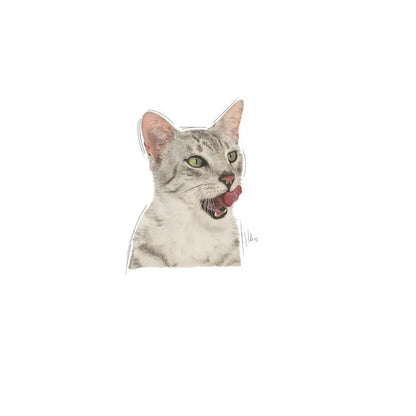 ROYAL CANIN Sensory Taste Chunks In Gravy - Drėgnas Pašaras Suaugusioms Katėms 12x85g