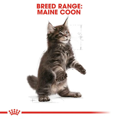 Maine Coon Kitten dry cat food