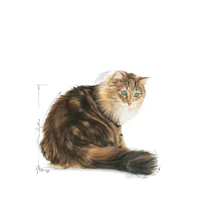 Royal Canin Feline Health Nutrition Ageing 12+ 4kg - Sausas maistas labai vyresnėms katėms