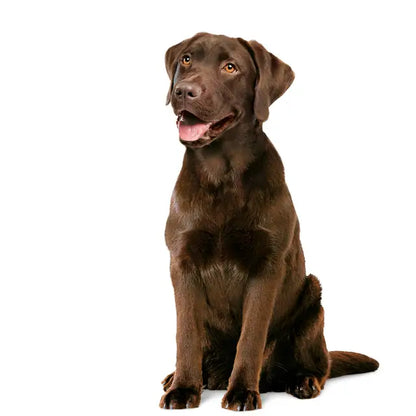ROYAL CANIN® Digestion Chew - Suplementy dla psów