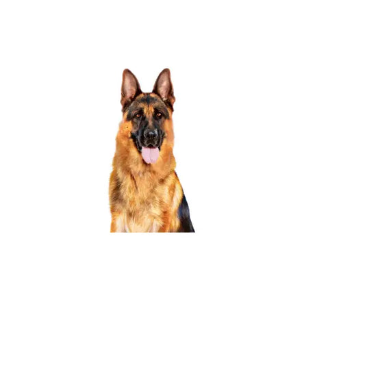 ROYAL CANIN Maxi Adult Chunks In Gravy - Wet Food for Large Adult Dogs 10x140g