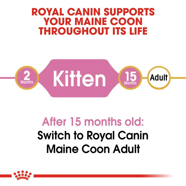 Maine Coon Kitten dry cat food