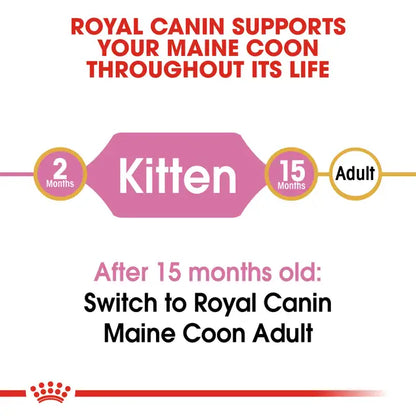 Maine Coon Kitten dry cat food