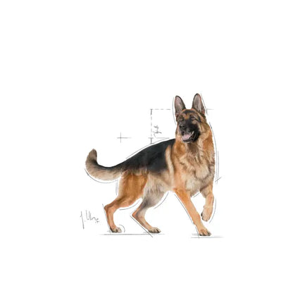 German Shepherd Adult dry dog ​​food