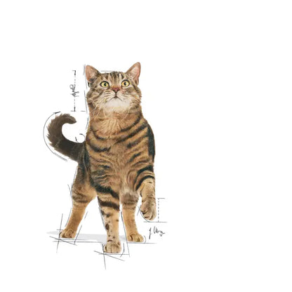 ROYAL CANIN Appetite Control Care Loaf - Влажный корм для кошек для контроля аппетита 12x85г