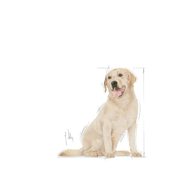 Royal Canin Labrador Retriever Adult 5+ - Special dry food for senior dogs 12 kg