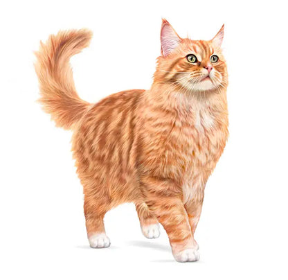 ROYAL CANIN Ageing 11+ Gravy - Wet Food for Senior Cats 12x85g