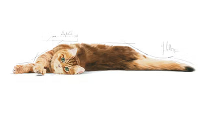 Digestive Care dry cat food