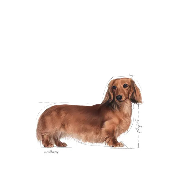 Dachshund Adult sausas pašaras šuniui