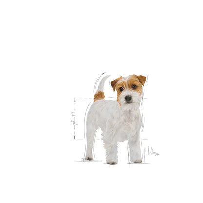 Jack Russel Adult dry dog ​​food