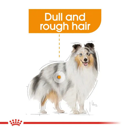 Royal Canin Coat Care Pasztet