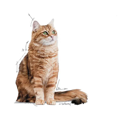 ROYAL CANIN Digestive Care Loaf - Wet Food for Sensitive Cats 12x85g