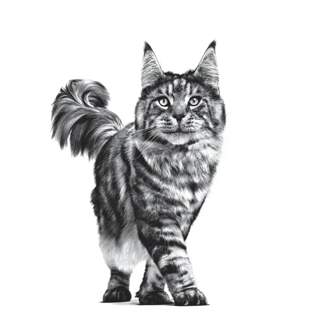 Royal Canin Feline Care Nutrition Dental Care 1,5 kg – Trockenfutter für ausgewachsene Katzen zur Zahn- und Mundhygiene