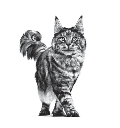 Royal Canin Feline Care Nutrition Dental Care 1,5 kg – Trockenfutter für ausgewachsene Katzen zur Zahn- und Mundhygiene