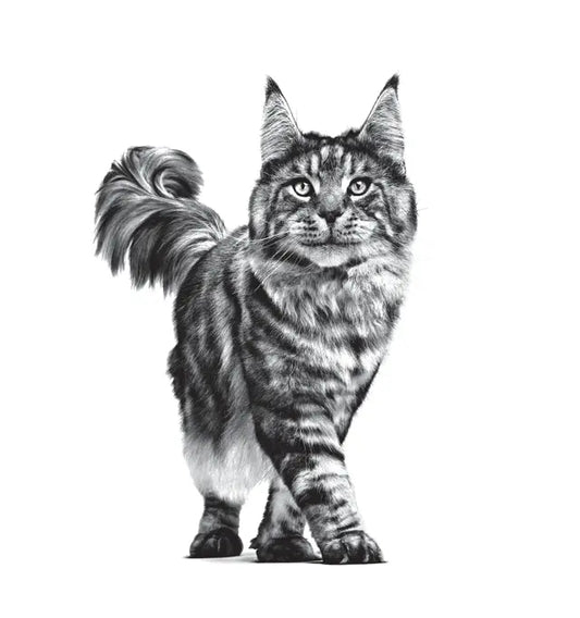 Royal Canin Feline Care Nutrition Dental Care 1,5 kg – Trockenfutter für ausgewachsene Katzen zur Zahn- und Mundhygiene