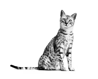 Indoor Sterilised Morsels in Jelly - Wet Food for Indoor Cats 12x85g