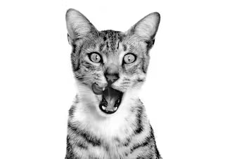 ROYAL CANIN SENSORY™ FEEL Morsels in Gravy - Drėgnas Pašaras Suaugusioms Katėms 12x85g