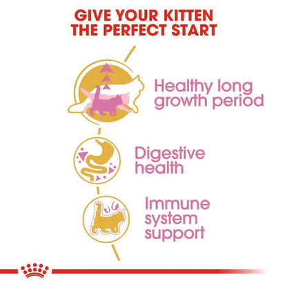 Maine Coon Kitten dry cat food