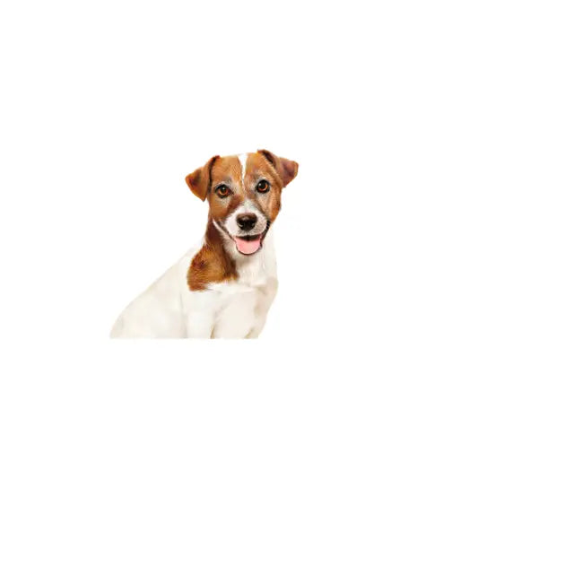 ROYAL CANIN Mini Ageing Chunks In Gravy - Влажный корм для пожилых собак мелких пород 12х85г