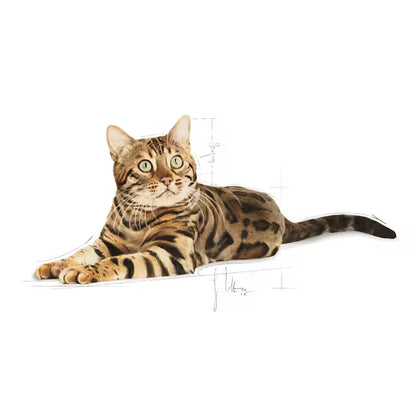 Bengal Adult karma sucha dla kota