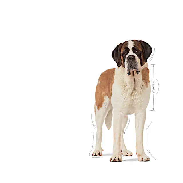 JUNIOR - GIANT dry dog ​​food