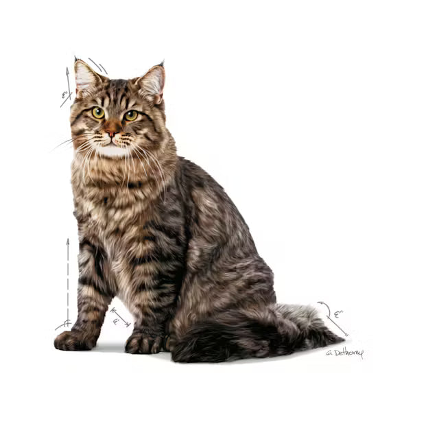 ROYAL CANIN Urinary Care Cienkie Kawałki w Galarecie - Karma Mokra dla Kotów 12x85g