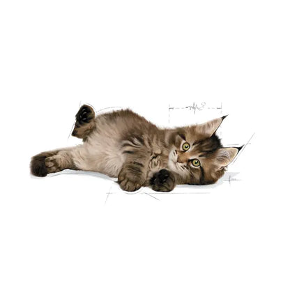 Maine Coon Kitten dry cat food