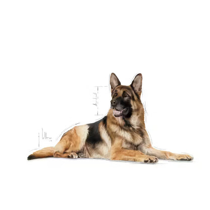 ROYAL CANIN Maxi Ageing 8+ Gravy - Wet Food for Large Senior Dogs