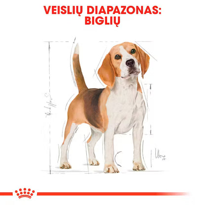 Royal Canin Beagle Adult - dry dog ​​food