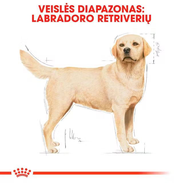 Labrador Retriever Adult dry dog ​​food