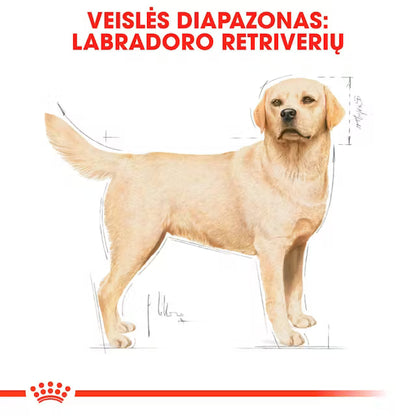 Labrador Retriever Adult dry dog ​​food