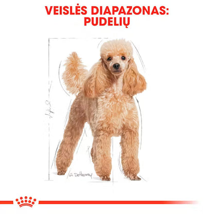Poodle Adult dry dog ​​food
