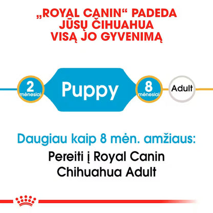 Chihuahua Puppy sausas pašaras šuniui