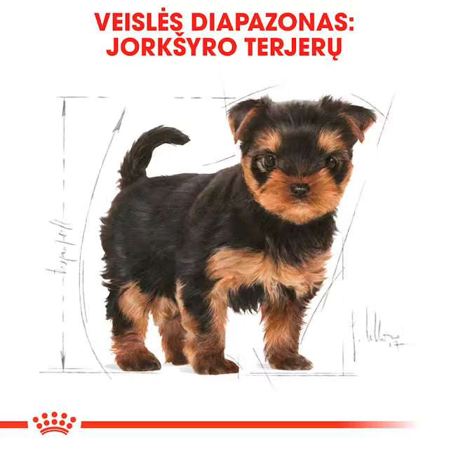 Royal Canin Yorkshire Terrier Puppy - sucha karma dla szczeniąt