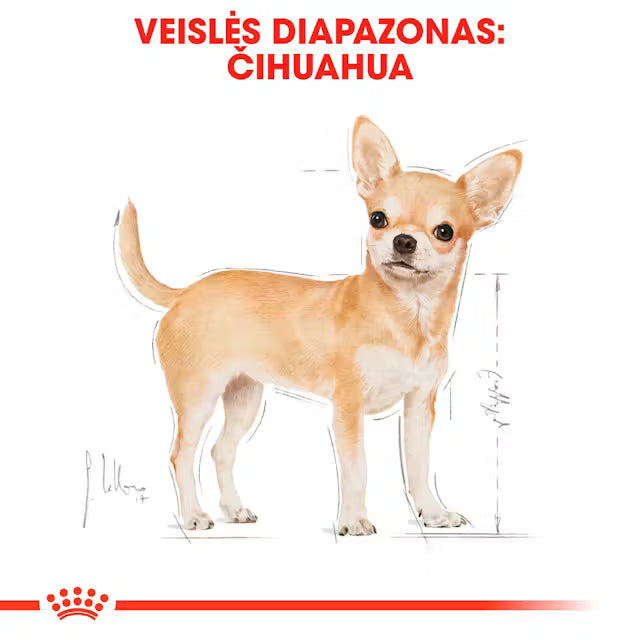Chihuahua wet dog food