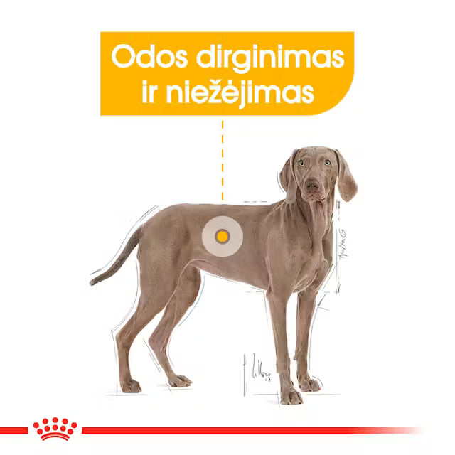 Maxi Dermacomfort sausas pašaras šuniui