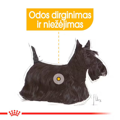 Mini Dermacomfort sausas pašaras šuniui