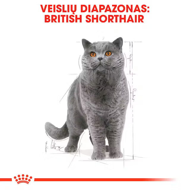 ROYAL CANIN British Shorthair Adult Narrow Chunks In Gravy – Karma Mokra dla Kota 12x85g