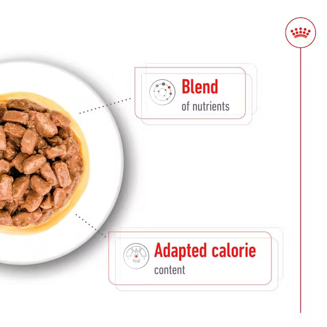 ROYAL CANIN Mini Ageing Chunks In Gravy - Влажный корм для пожилых собак мелких пород 12х85г